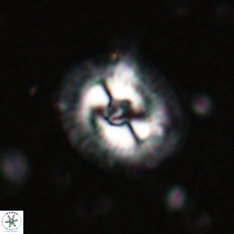 Coccolithus biparteoperculata VR 025532