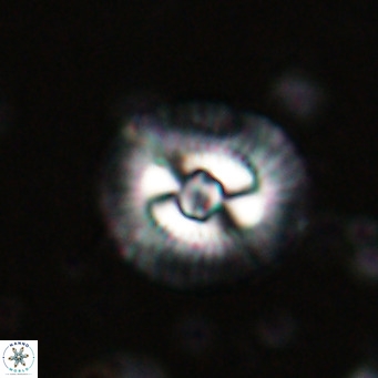 Coccolithus biparteoperculata VR 025534