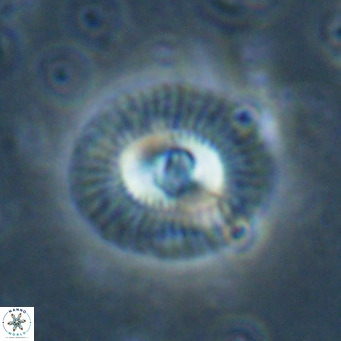 Coccolithus biparteoperculata VR 025541
