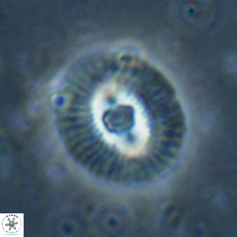 Coccolithus biparteoperculata VR 025545