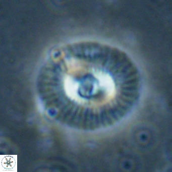 Coccolithus biparteoperculata VR 025546