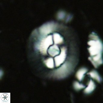 Coccolithus biparteoperculatus VR 02458
