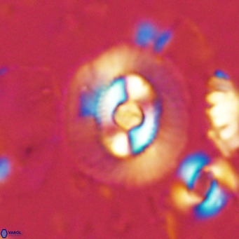 Coccolithus biparteoperculatus VR 02459