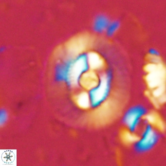 Coccolithus biparteoperculatus VR 02459