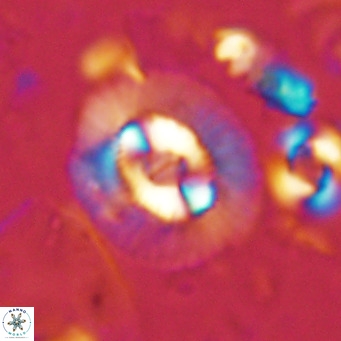 Coccolithus biparteoperculatus VR 02460