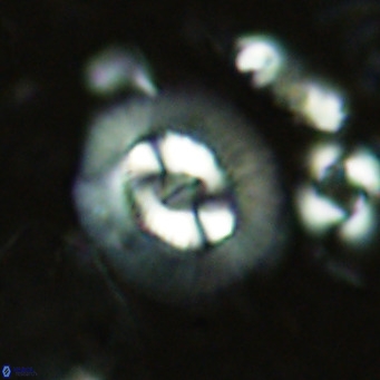 Coccolithus biparteoperculatus VR 02461