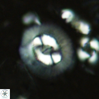 Coccolithus biparteoperculatus VR 02461