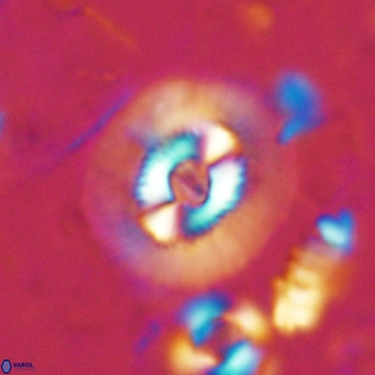 Coccolithus biparteoperculatus VR 02462