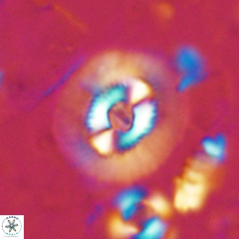 Coccolithus biparteoperculatus VR 02462