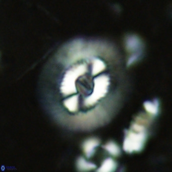 Coccolithus biparteoperculatus VR 02463