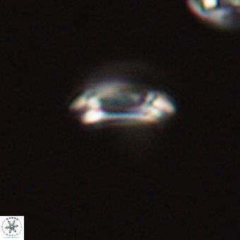 Coccolithus bownii 67801