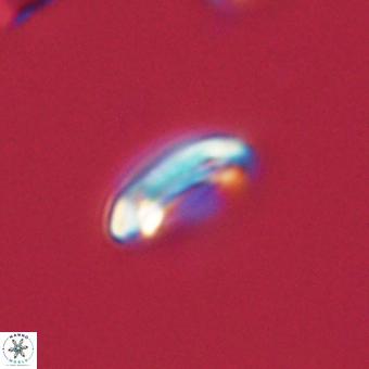 Coccolithus bownii 67803