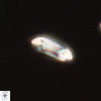 Coccolithus bownii 67805
