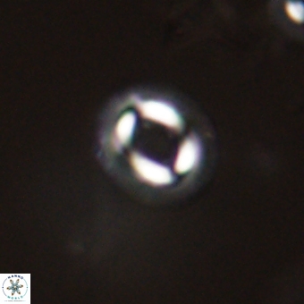 Coccolithus bownii 67814