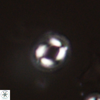 Coccolithus bownii 67816