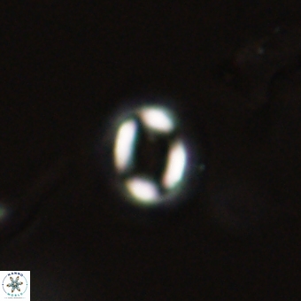 Coccolithus bownii 67819