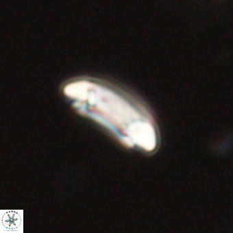 Coccolithus bownii 67822