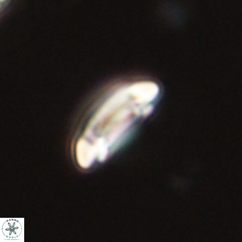 Coccolithus bownii 67823