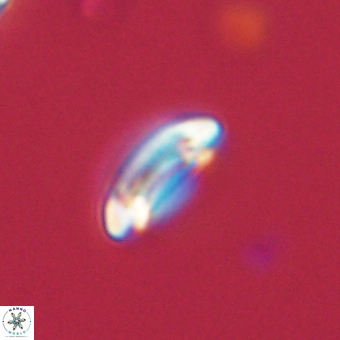 Coccolithus bownii 67824