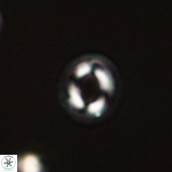 Coccolithus bownii 67827
