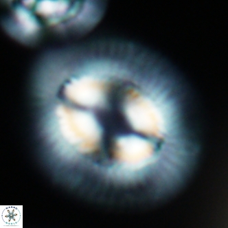 Coccolithus cf miopelagicus 1476