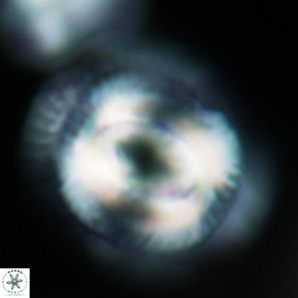 Coccolithus cf miopelagicus 1477