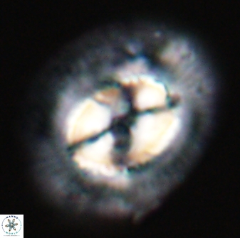 Coccolithus cf miopelagicus 22771