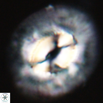 Coccolithus cf miopelagicus 22779
