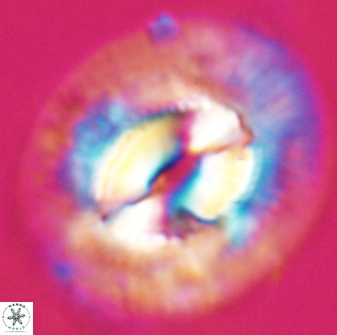 Coccolithus cf miopelagicus 22780