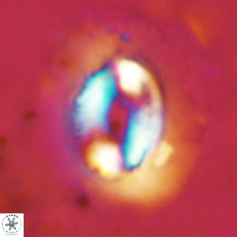 Coccolithus crassus VR 10764