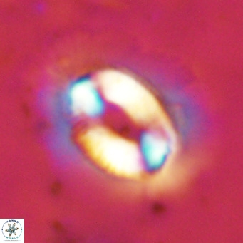 Coccolithus crassus VR 10761