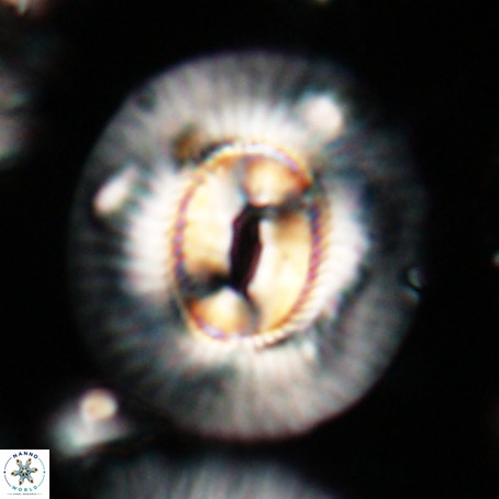 Coccolithus eopelagicus VR 026277