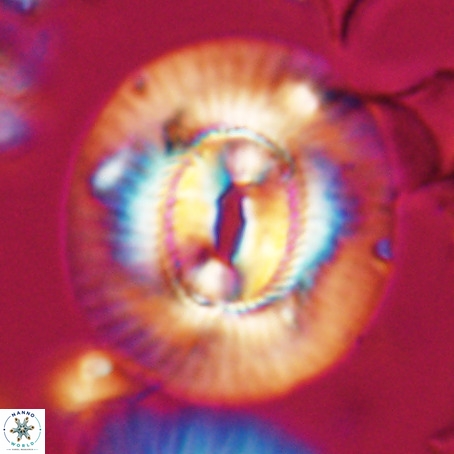Coccolithus eopelagicus VR 026278