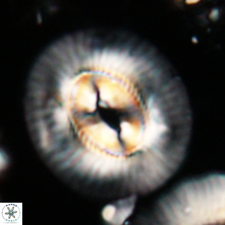 Coccolithus eopelagicus VR 026279