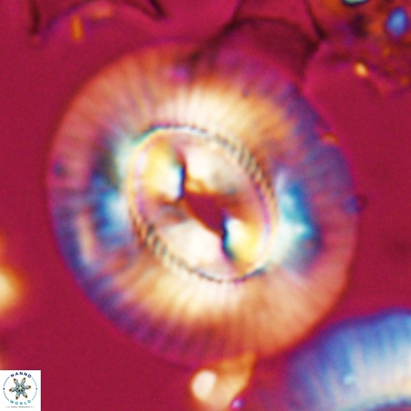 Coccolithus eopelagicus VR 026280
