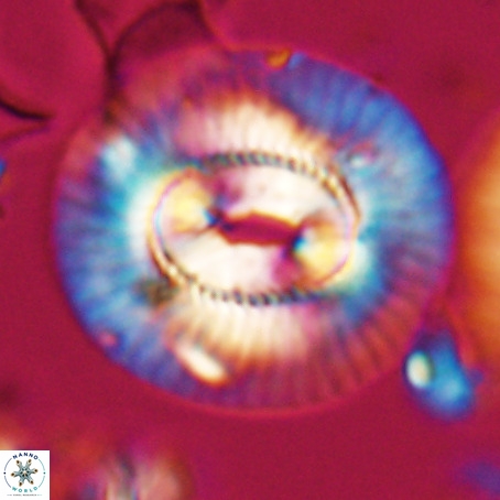 Coccolithus eopelagicus VR 026281