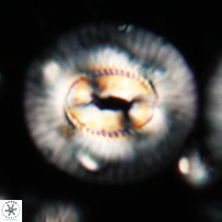 Coccolithus eopelagicus VR 026282