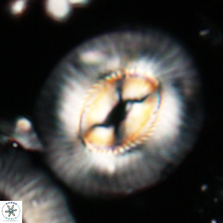 Coccolithus eopelagicus VR 026283