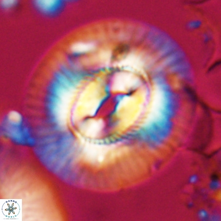 Coccolithus eopelagicus VR 026284
