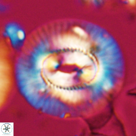 Coccolithus eopelagicus VR 026285