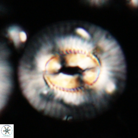 Coccolithus eopelagicus VR 026286