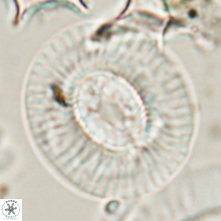 Coccolithus eopelagicus VR 026291