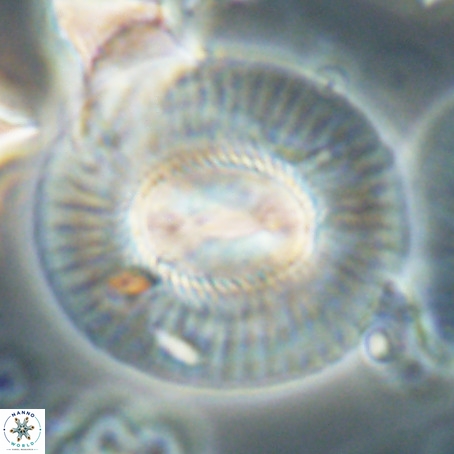Coccolithus eopelagicus VR 026293
