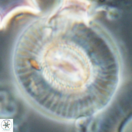 Coccolithus eopelagicus VR 026294