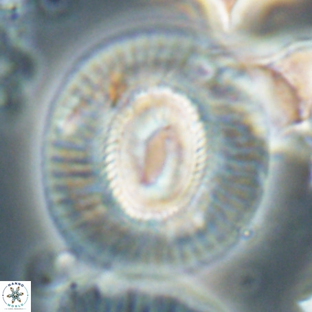 Coccolithus eopelagicus VR 026295