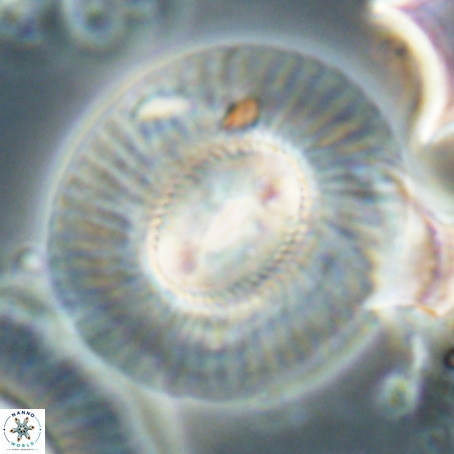 Coccolithus eopelagicus VR 026296