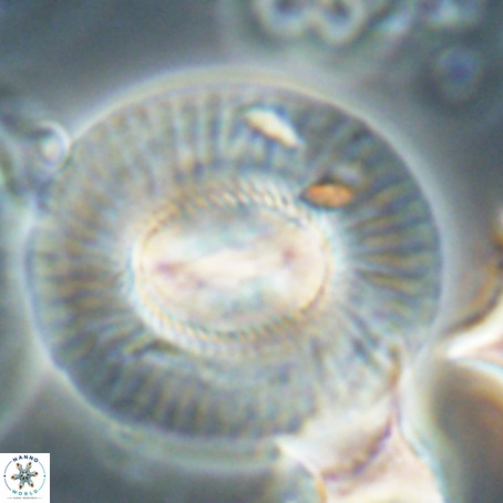 Coccolithus eopelagicus VR 026297