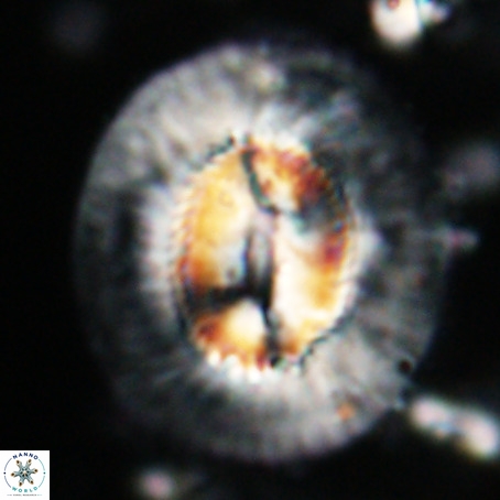 Coccolithus eopelagicus VR 027880
