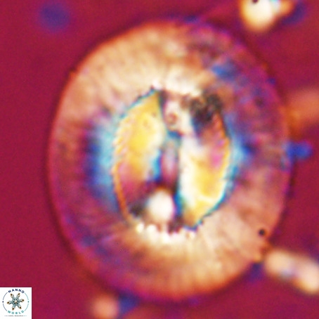 Coccolithus eopelagicus VR 027881