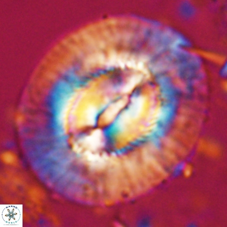 Coccolithus eopelagicus VR 027883